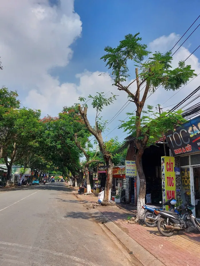Hình ảnh hàng cây bị đốn hạ, cắt tỉa trơ trụi trên đường phố Dĩ An, Bình Dương ảnh 3