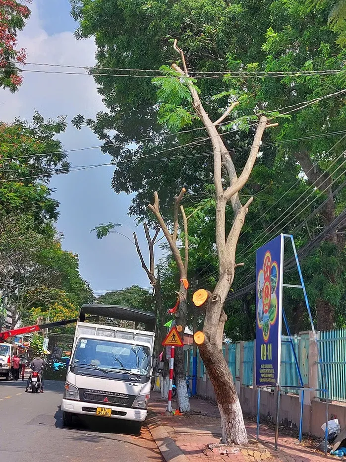 Hình ảnh hàng cây bị đốn hạ, cắt tỉa trơ trụi trên đường phố Dĩ An, Bình Dương ảnh 4