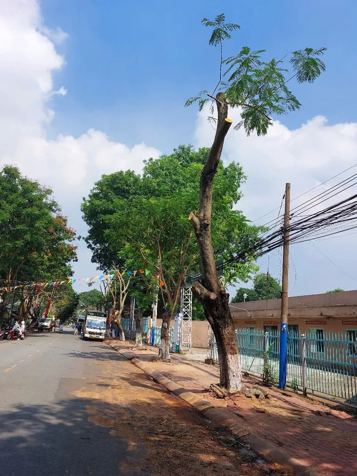 Hình ảnh hàng cây bị đốn hạ, cắt tỉa trơ trụi trên đường phố Dĩ An, Bình Dương ảnh 5