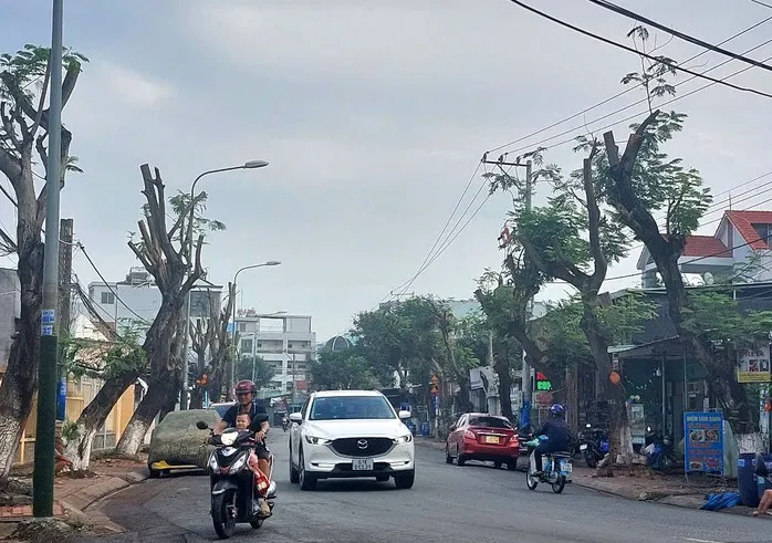 Hình ảnh hàng cây bị đốn hạ, cắt tỉa trơ trụi trên đường phố Dĩ An, Bình Dương ảnh 7