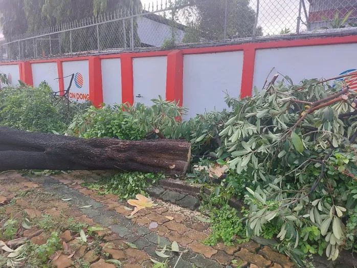 Hình ảnh hàng cây bị đốn hạ, cắt tỉa trơ trụi trên đường phố Dĩ An, Bình Dương ảnh 8
