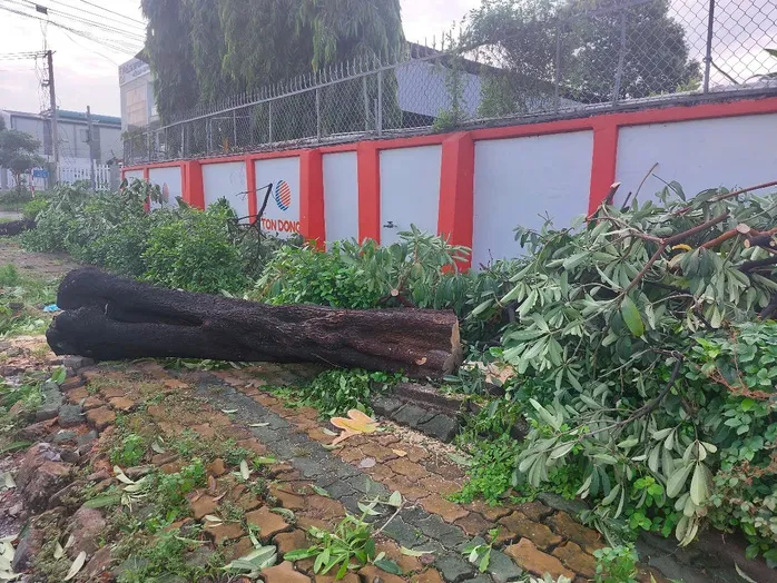 Hình ảnh hàng cây bị đốn hạ, cắt tỉa trơ trụi trên đường phố Dĩ An, Bình Dương ảnh 9