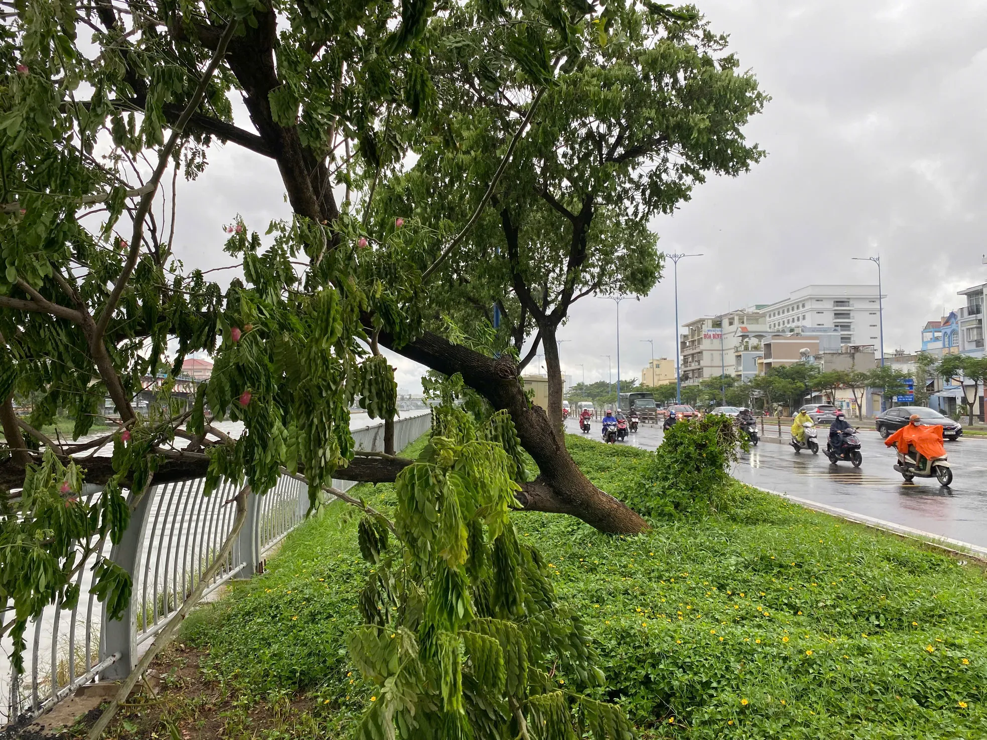 Trời TPHCM xám xịt, mưa dông làm cây xanh bật gốc ảnh 1