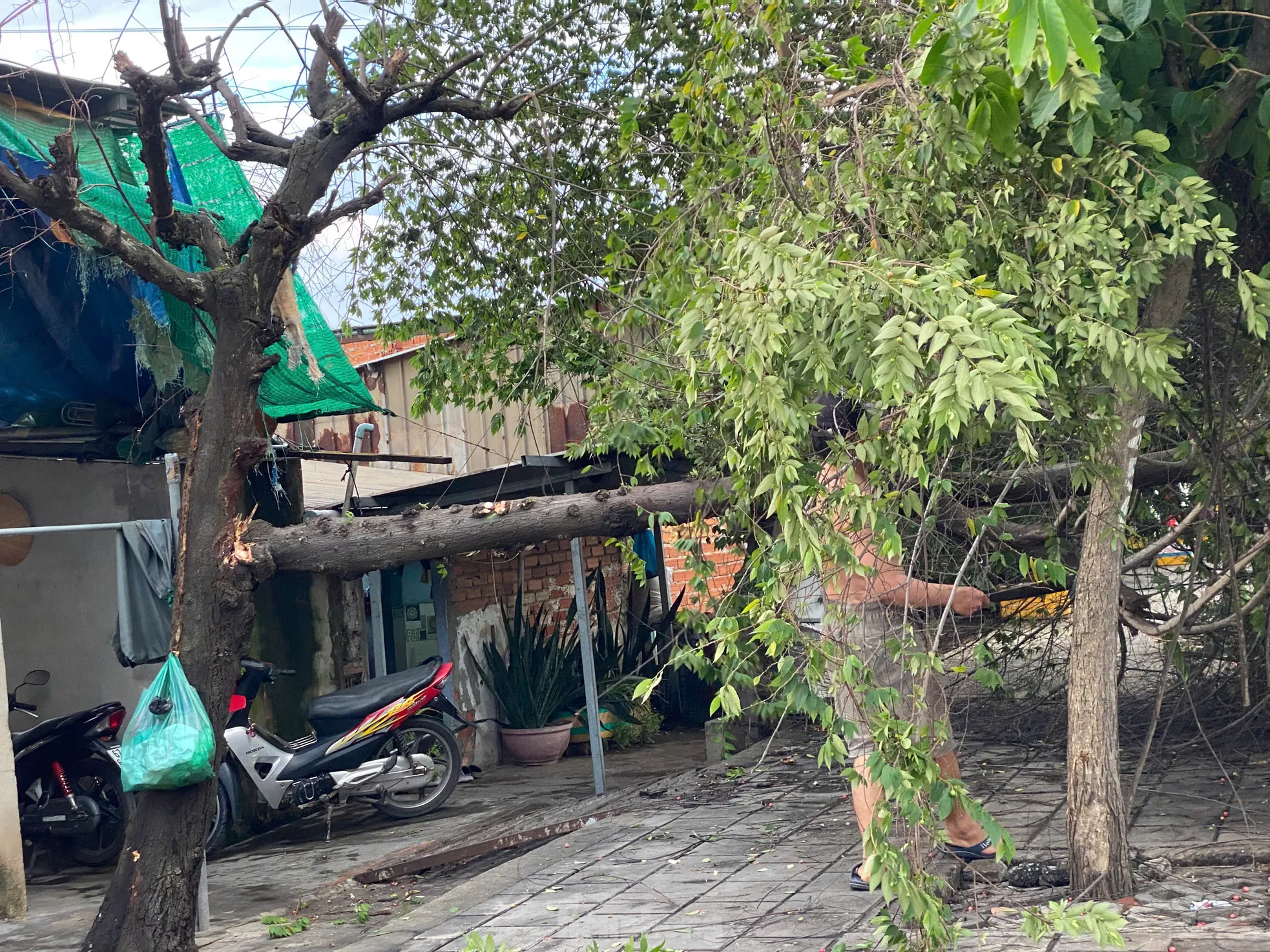 Trời TPHCM xám xịt, mưa dông làm cây xanh bật gốc ảnh 6