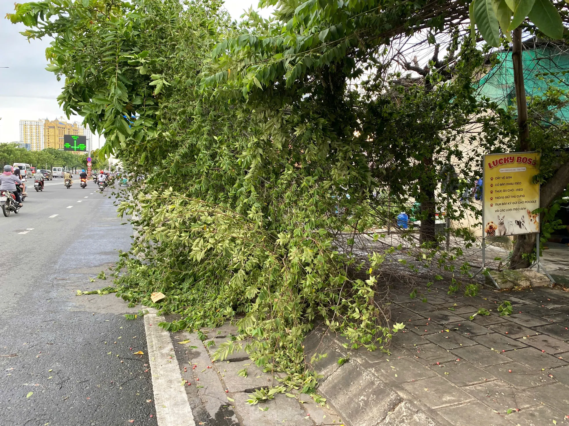 Trời TPHCM xám xịt, mưa dông làm cây xanh bật gốc ảnh 5
