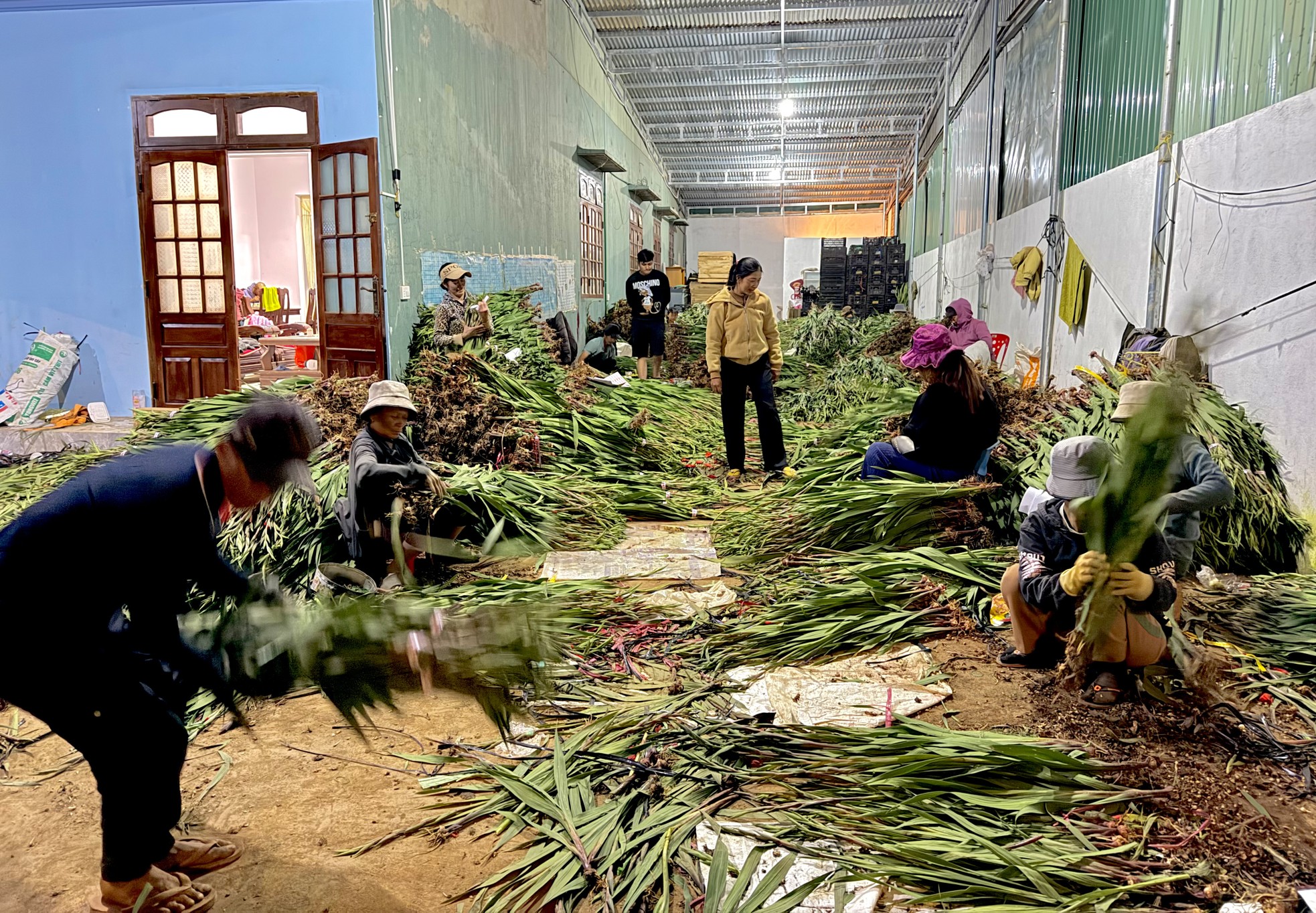 Nông dân Lâm Đồng thức trắng đêm bó hoa ảnh 4