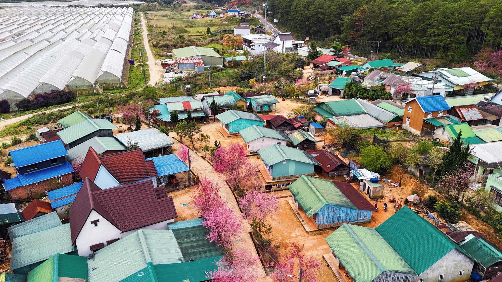 Hoa đào rực rỡ quanh ngôi làng nhỏ trên cao nguyên- Ảnh 3.