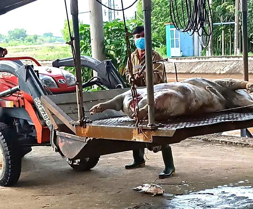 Ám ảnh hàng loạt xác heo trên kênh cấp nước cho khu vực Đông Nam bộ ảnh 4