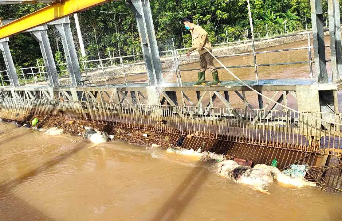 Ám ảnh hàng loạt xác heo trên kênh cấp nước cho khu vực Đông Nam bộ ảnh 5