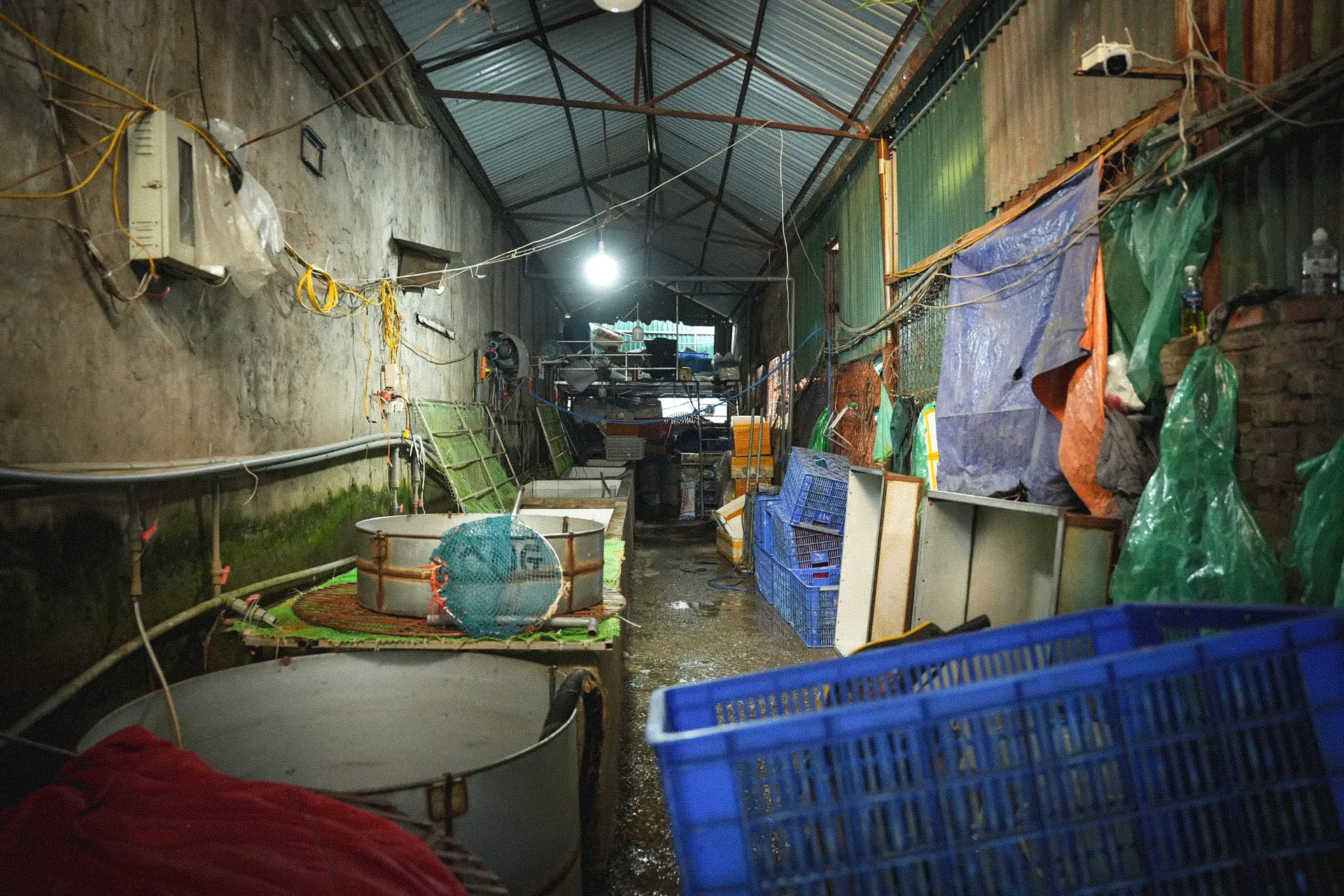 Bên trong chợ đầu mối thủy sản lớn nhất Thủ đô: Xuống cấp, chật chội, nhếch nhác ảnh 7