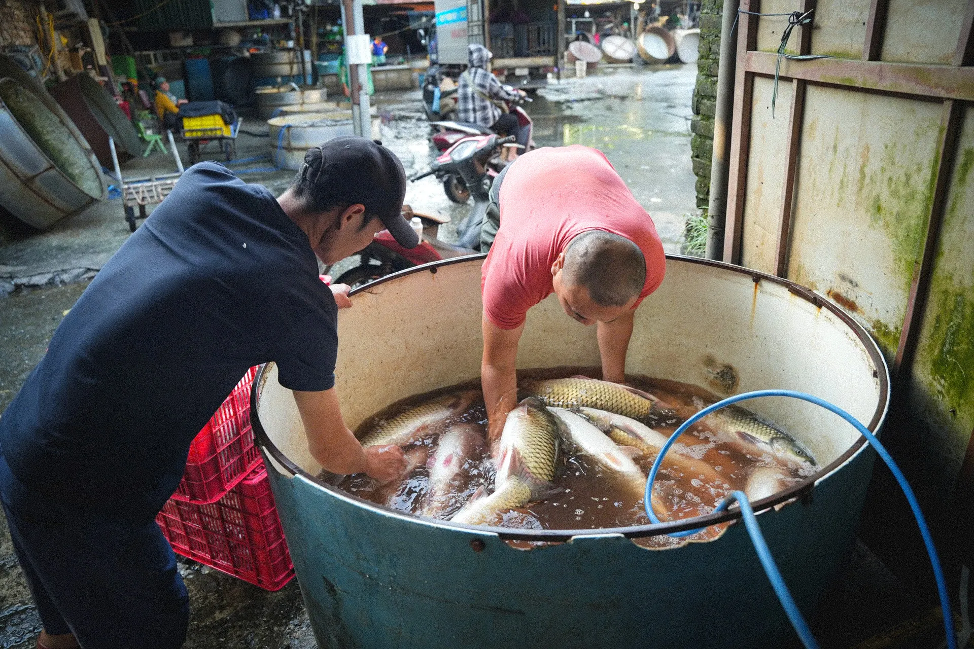 Bên trong chợ đầu mối thủy sản lớn nhất Thủ đô: Xuống cấp, chật chội, nhếch nhác ảnh 3