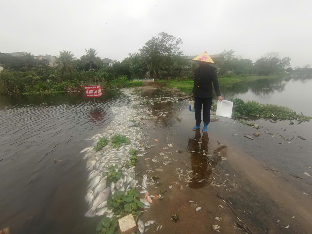 Cá chết hàng loạt trên suối Cổ Đam ở Thanh Hóa ảnh 4