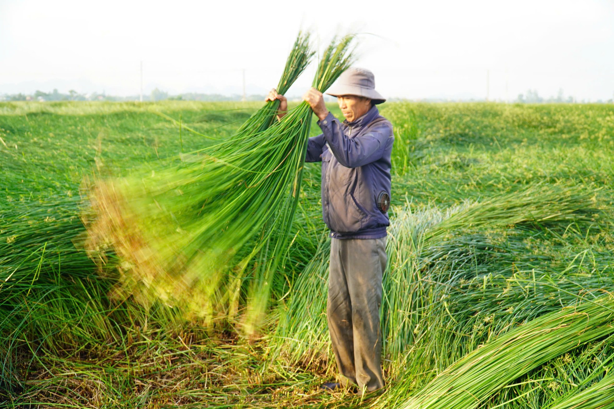'Nắng chát' trên cánh đồng cói ở Nga Sơn ảnh 4