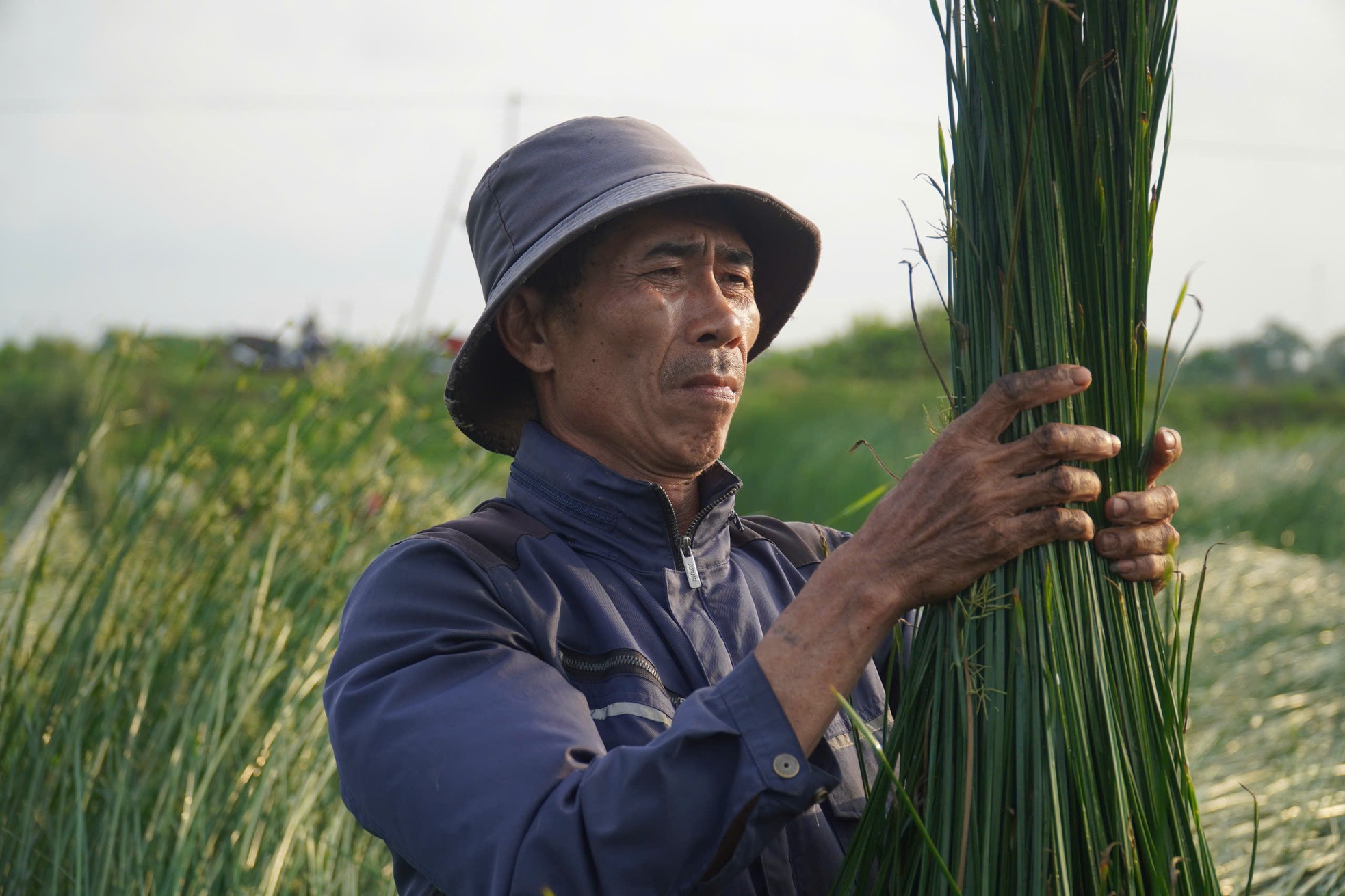 'Nắng chát' trên cánh đồng cói ở Nga Sơn ảnh 6