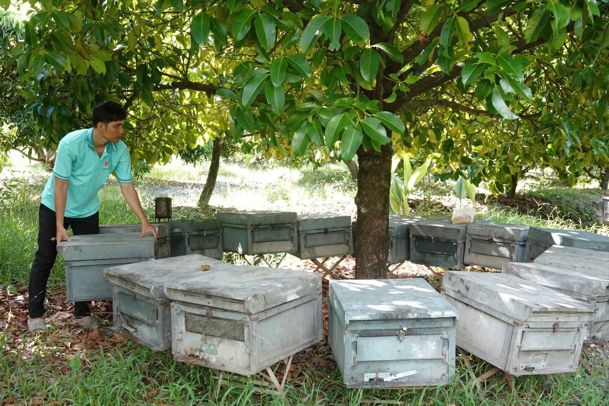 Thanh niên Cần Thơ khởi nghiệp từ nuôi ong ảnh 2