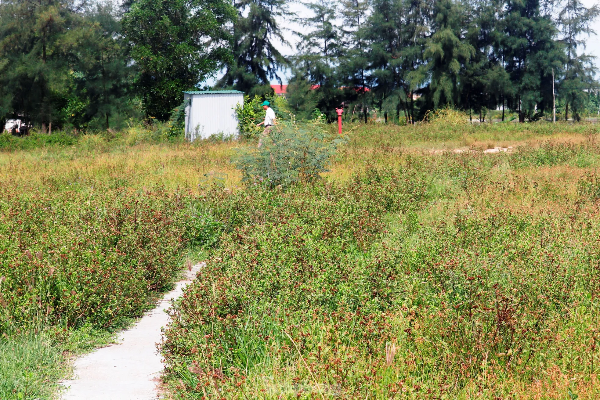 Cỏ dại phủ sân, rác lấp khán đài: Trung tâm văn hóa hàng chục tỷ hoang lạnh bên biển Huế ảnh 15