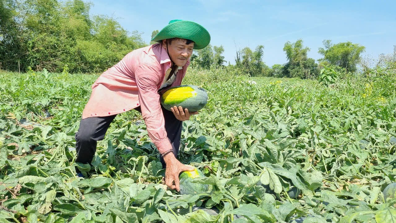 Thủ phủ dưa hấu Quảng Nam mất mùa, rớt giá thê thảm ảnh 3