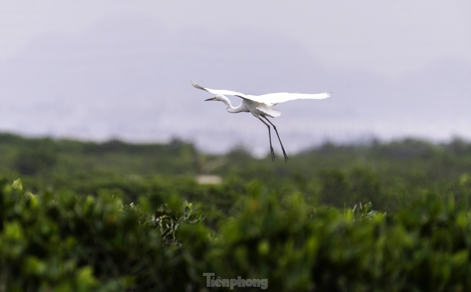 Cò lũ lượt về làm tổ đẻ trứng tại rừng ngập mặn ở Hạ Long ảnh 10