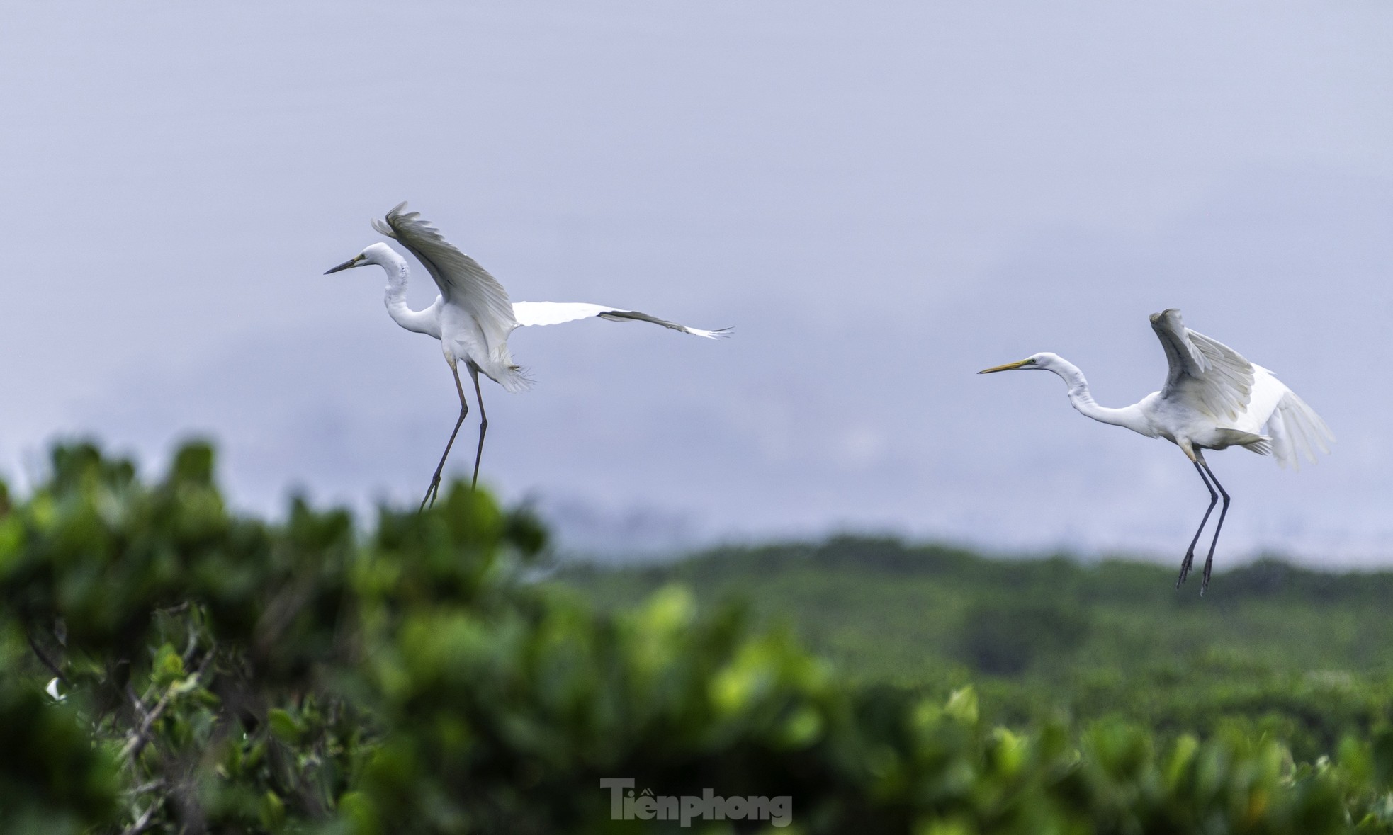 Cò lũ lượt về làm tổ đẻ trứng tại rừng ngập mặn ở Hạ Long ảnh 13