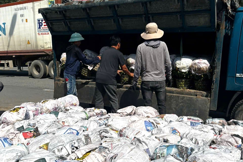 Cúc mâm xôi 'cười sớm', nhà vườn lo không đủ bán Tết ảnh 13