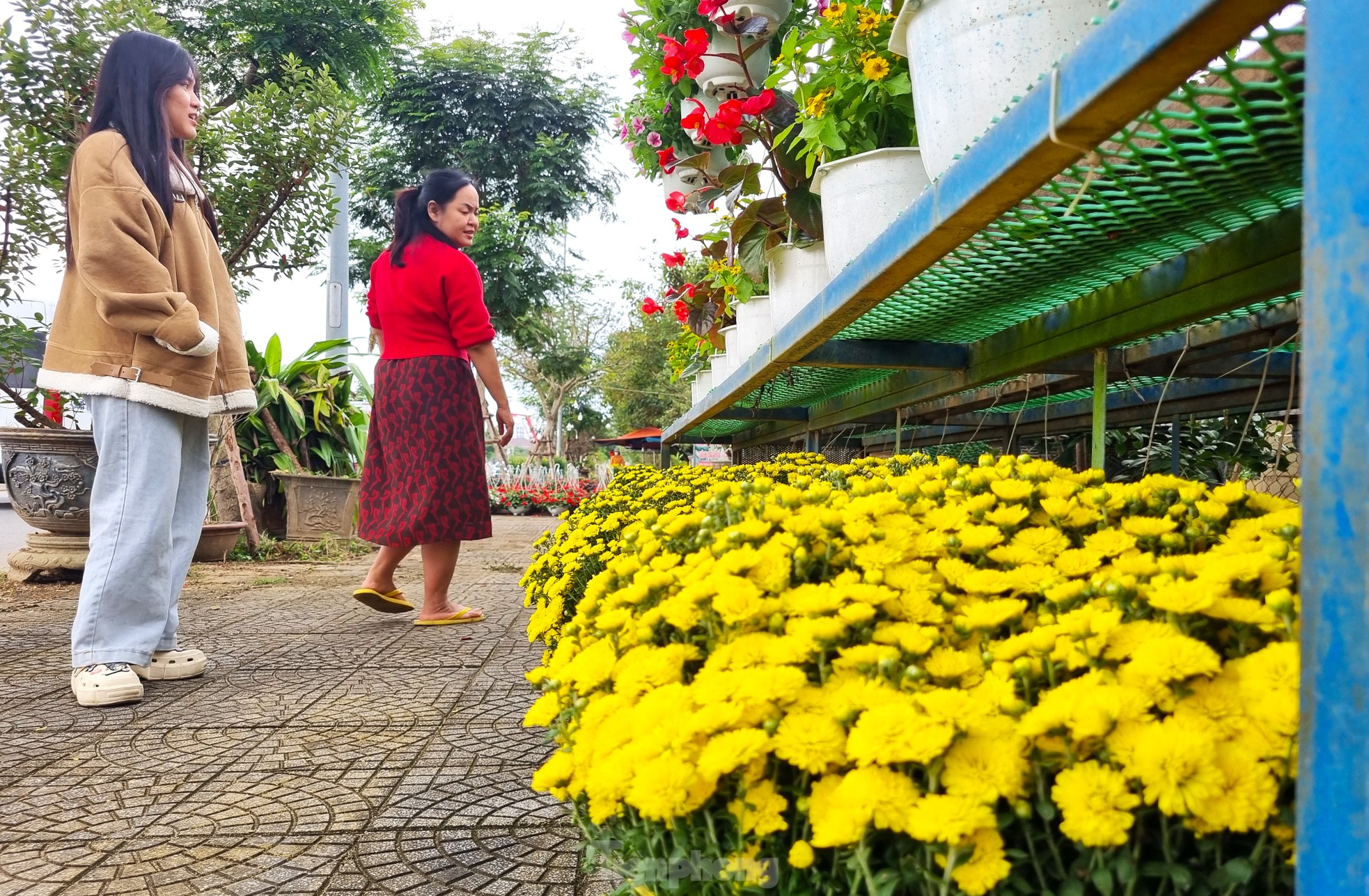 Cúc mâm xôi 'cười sớm', nhà vườn lo không đủ bán Tết ảnh 14