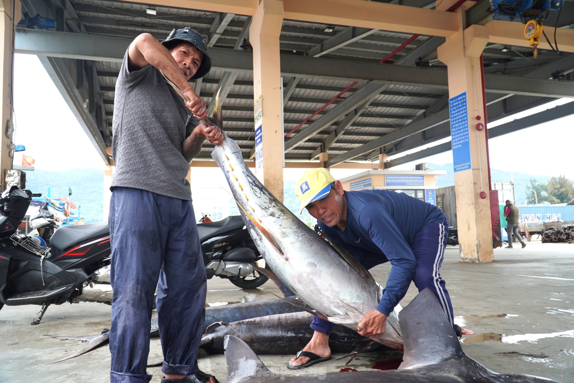 Ngư dân đánh bắt được cá 'khủng' phải vài người khiêng lên bờ ảnh 2