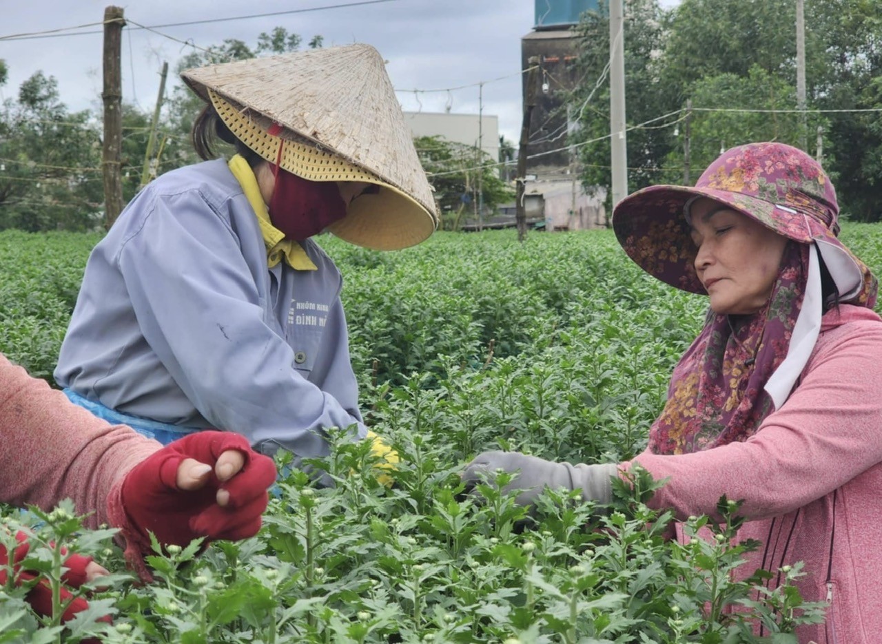 Vắng khách mua, 'thủ phủ' hoa cúc miền Trung đứng ngồi không yên ảnh 5