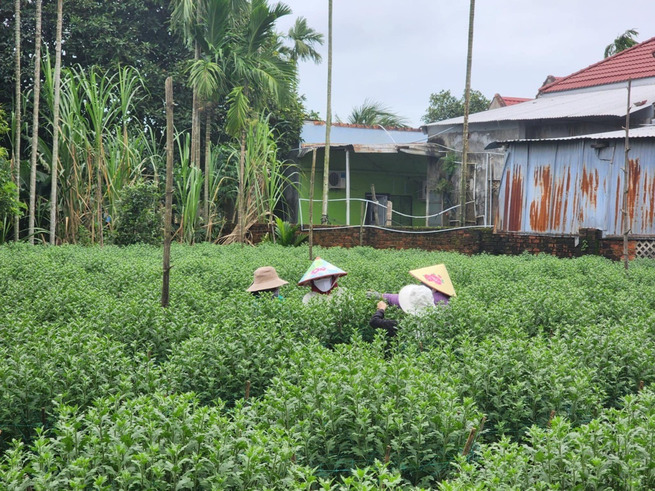 Vắng khách mua, 'thủ phủ' hoa cúc miền Trung đứng ngồi không yên ảnh 2