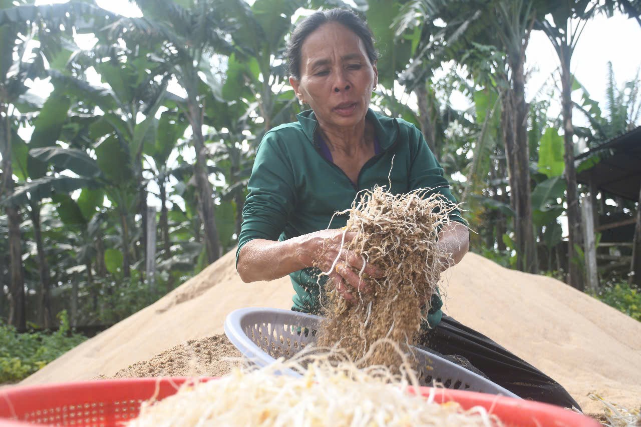 Những người cuối cùng làm giá đỗ thủ công bằng cát sông Trà Khúc ảnh 6