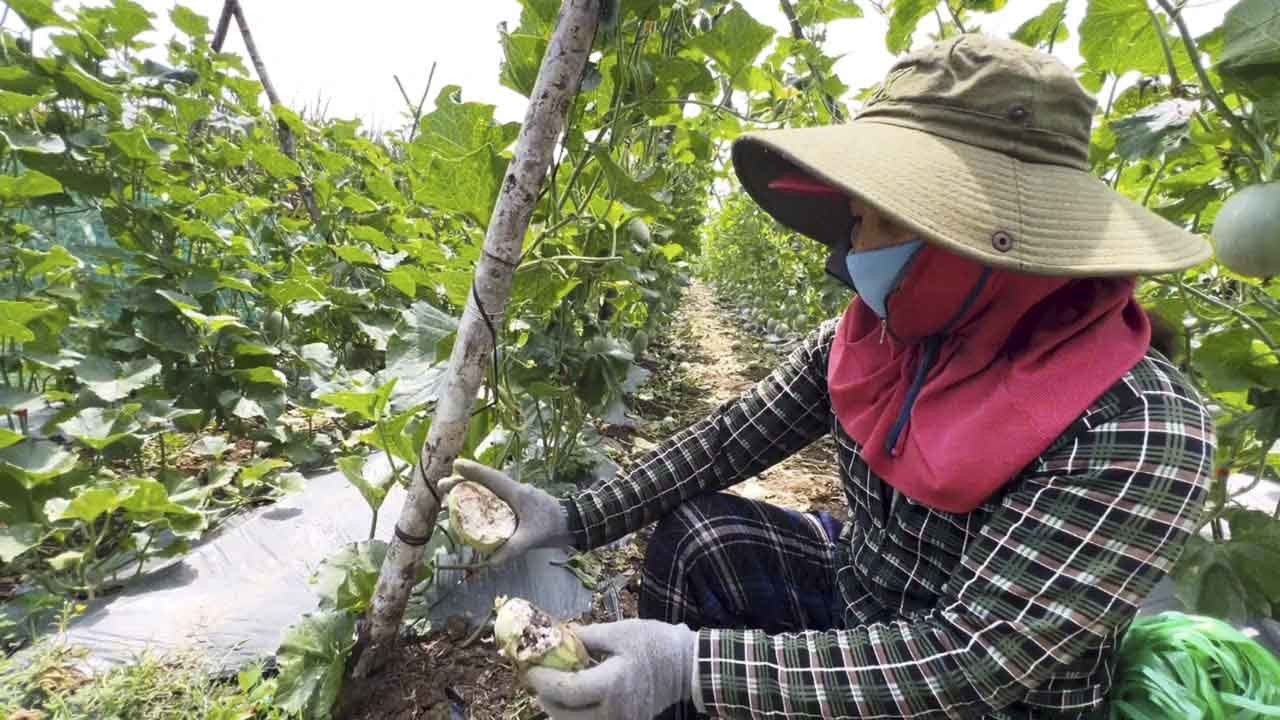 Đàn khỉ hoang quậy phá khiến người dân Quảng Ngãi mất ăn mất ngủ ảnh 2