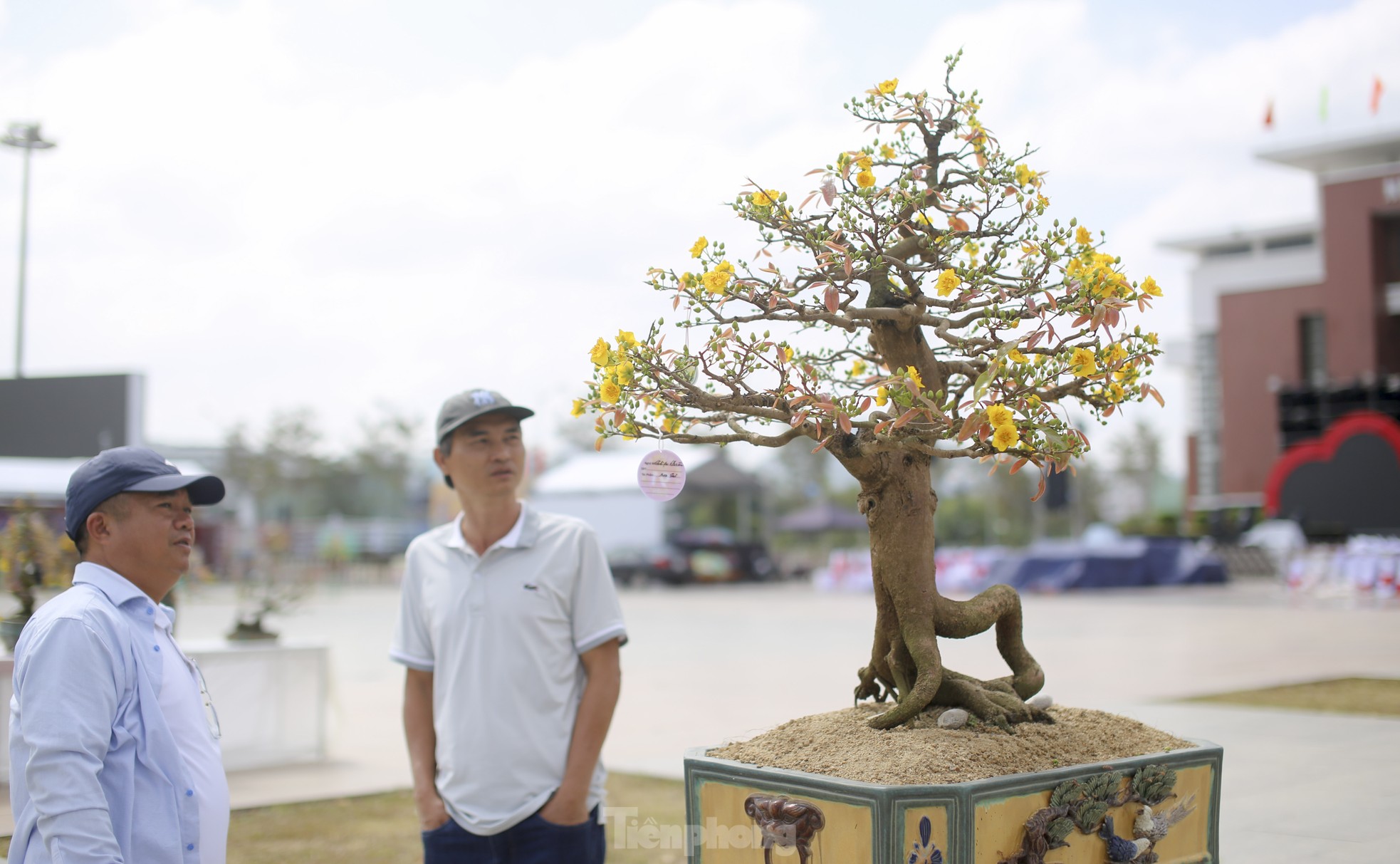 Những gốc mai siêu khủng, siêu đẹp tại Lễ hội mai vàng An Nhơn ảnh 19