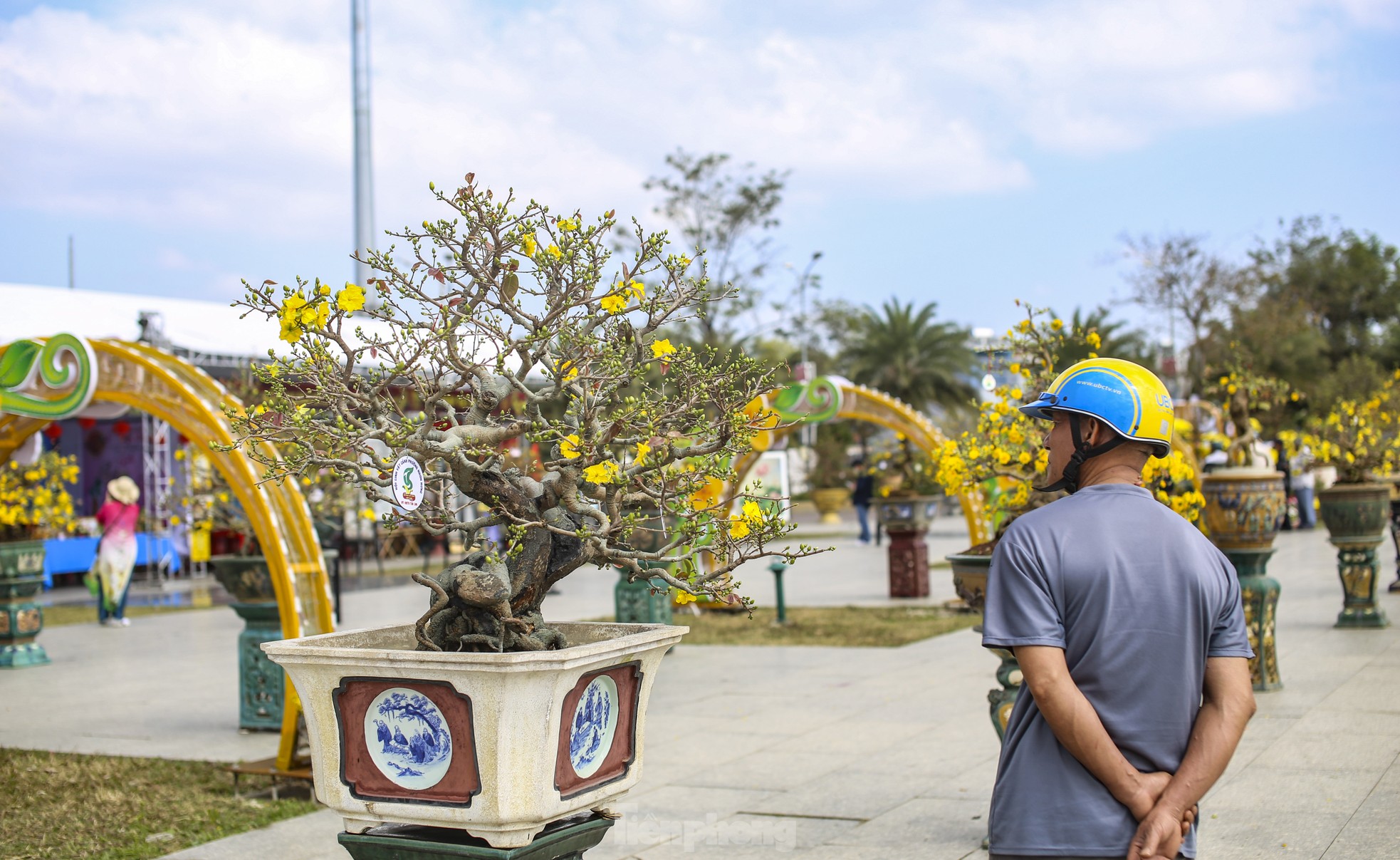Những gốc mai siêu khủng, siêu đẹp tại Lễ hội mai vàng An Nhơn ảnh 4
