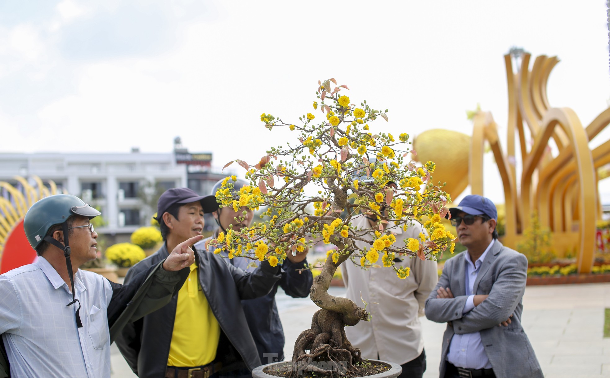 Những gốc mai siêu khủng, siêu đẹp tại Lễ hội mai vàng An Nhơn ảnh 7