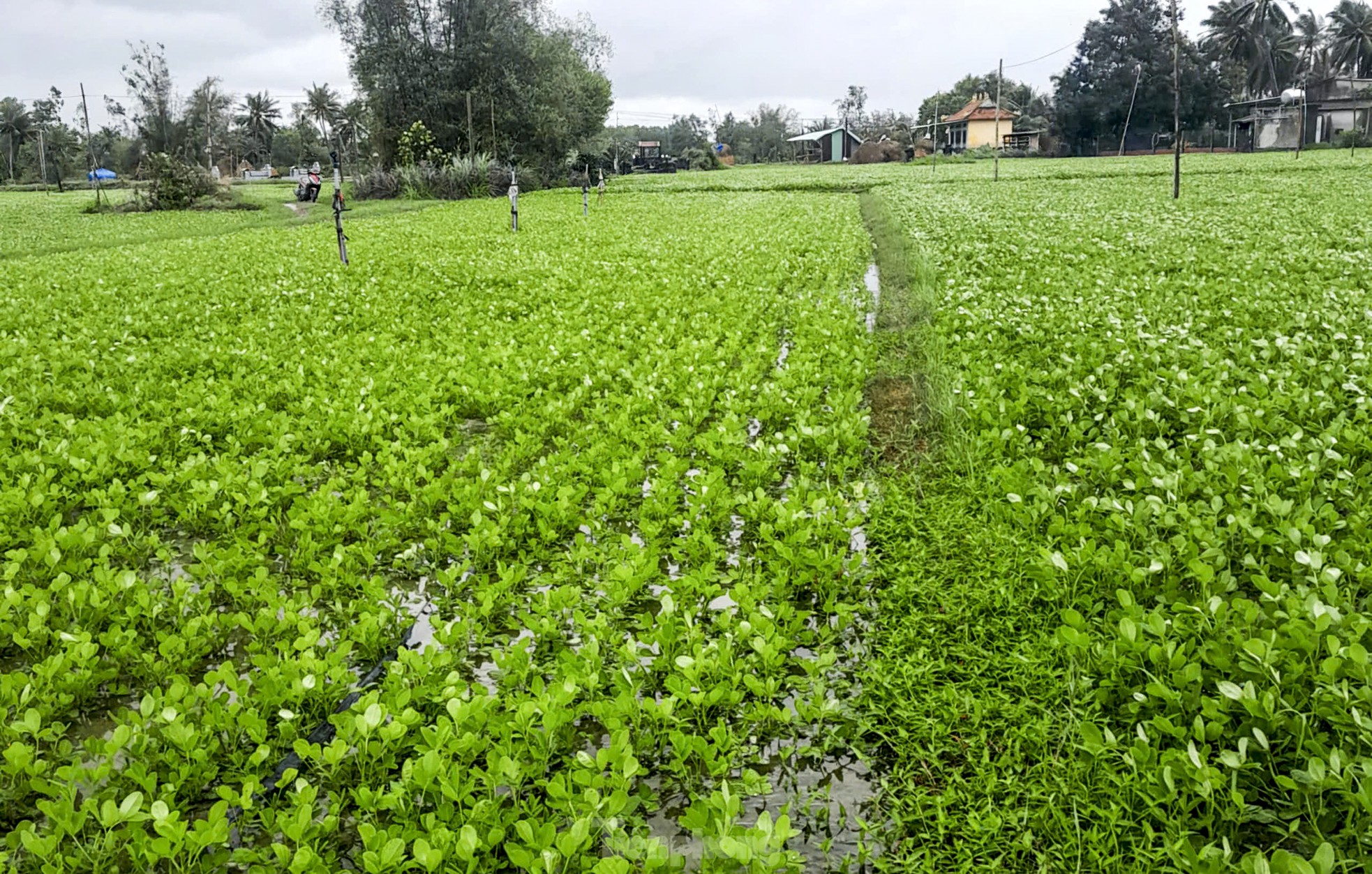 Mưa bất thường, hơn 50ha trồng đậu của người dân Bình Định ngập úng ảnh 6