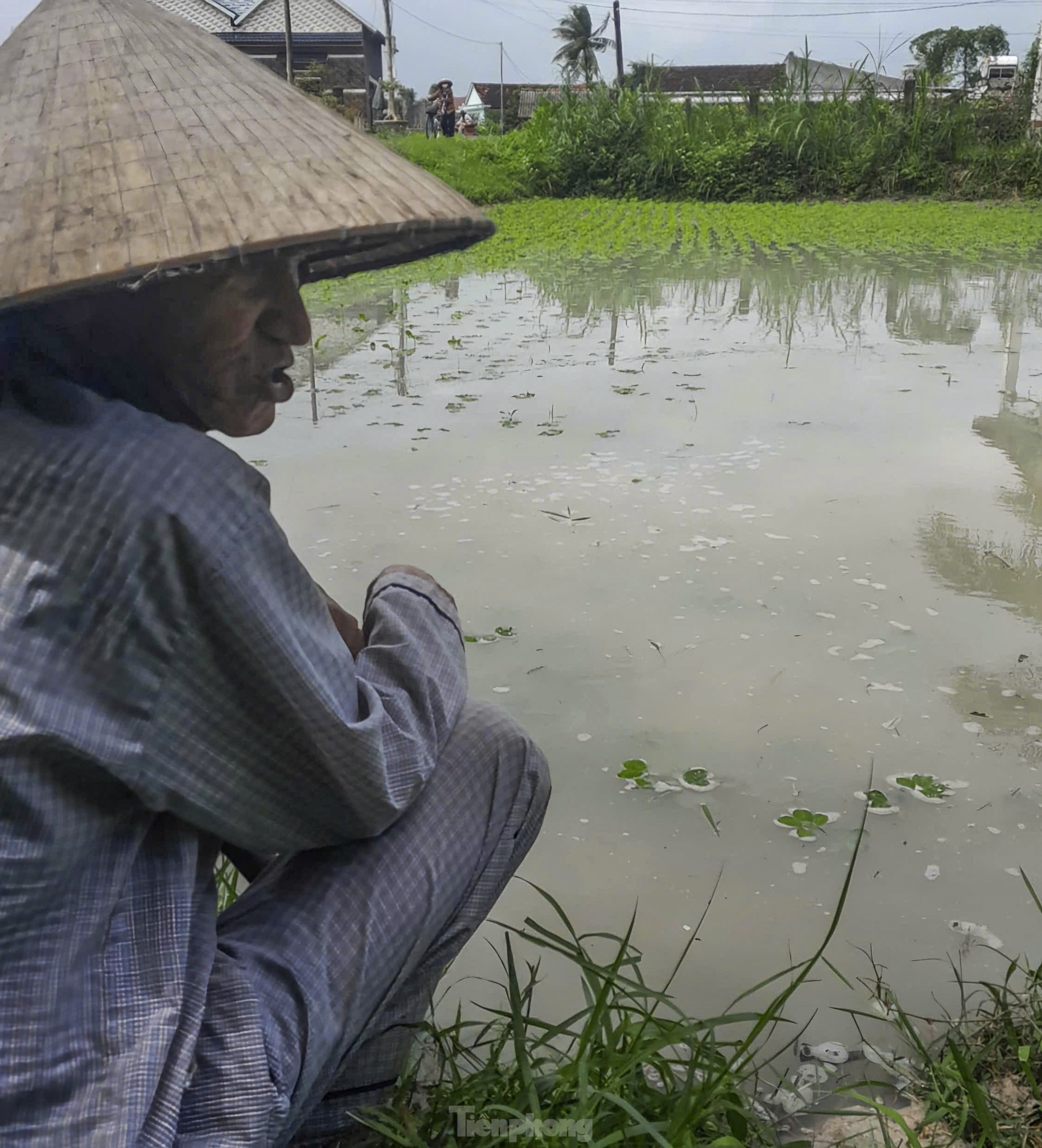 Mưa bất thường, hơn 50ha trồng đậu của người dân Bình Định ngập úng ảnh 7