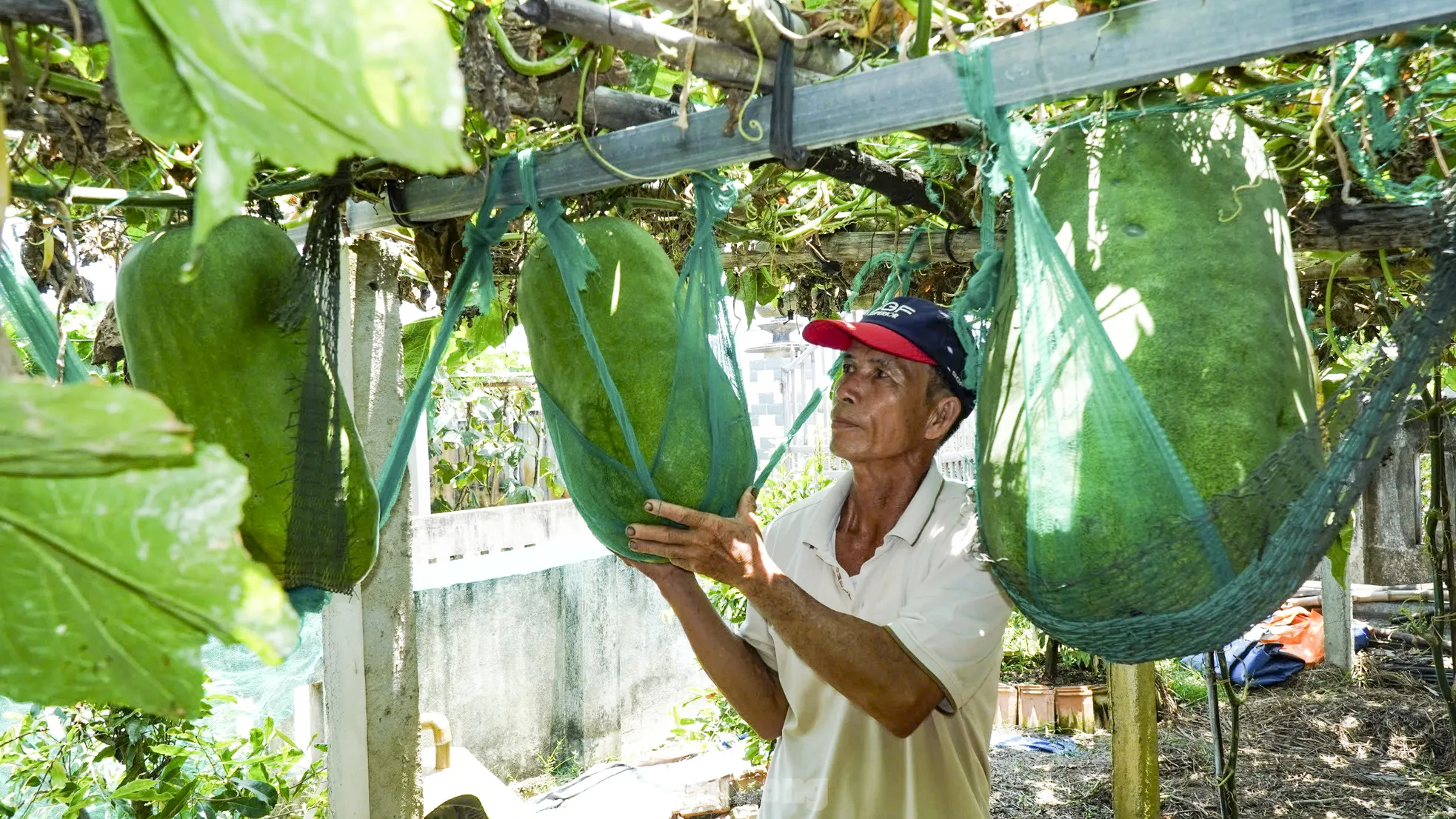 Độc lạ Bình Định: Làng trồng bí đao ‘khổng lồ’, có quả nặng hơn nửa tạ ảnh 4