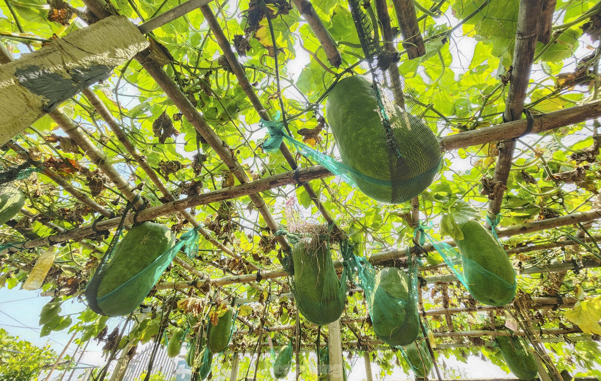 Độc lạ Bình Định: Làng trồng bí đao ‘khổng lồ’, có quả nặng hơn nửa tạ ảnh 3