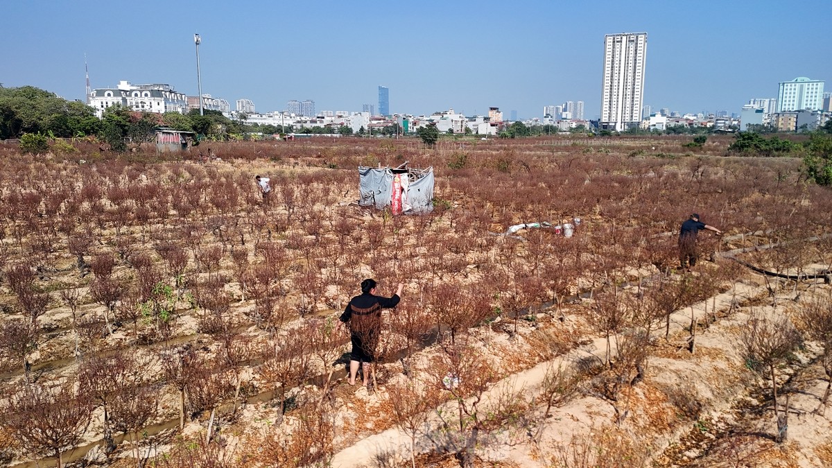 Người dân trồng đào La Cả tất bật chuẩn bị cho vụ Tết ảnh 2