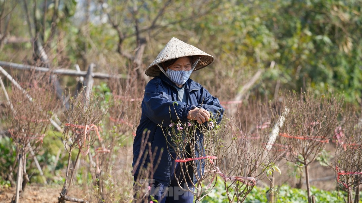 Người dân trồng đào La Cả tất bật chuẩn bị cho vụ Tết ảnh 4