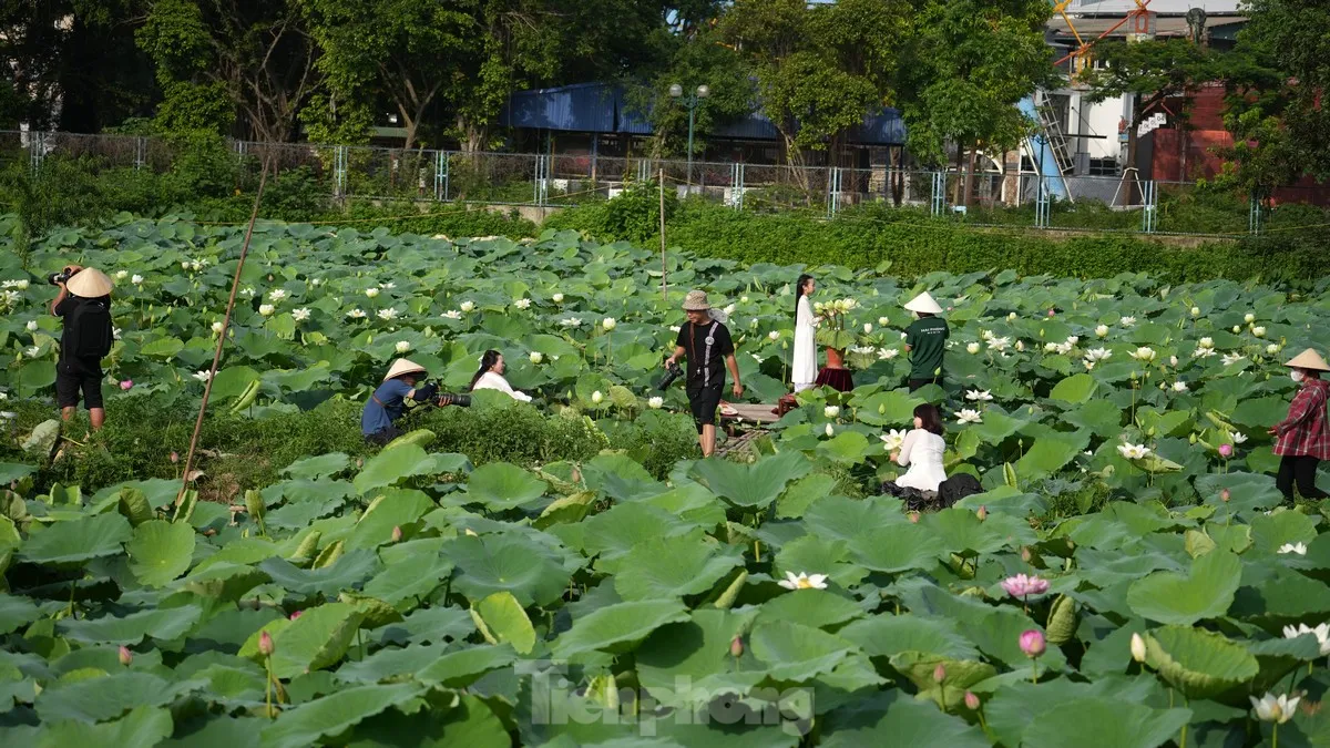 Bất chấp nóng bức, các nàng thơ vẫn nô nức chụp ảnh với sen Hồ Tây ảnh 1