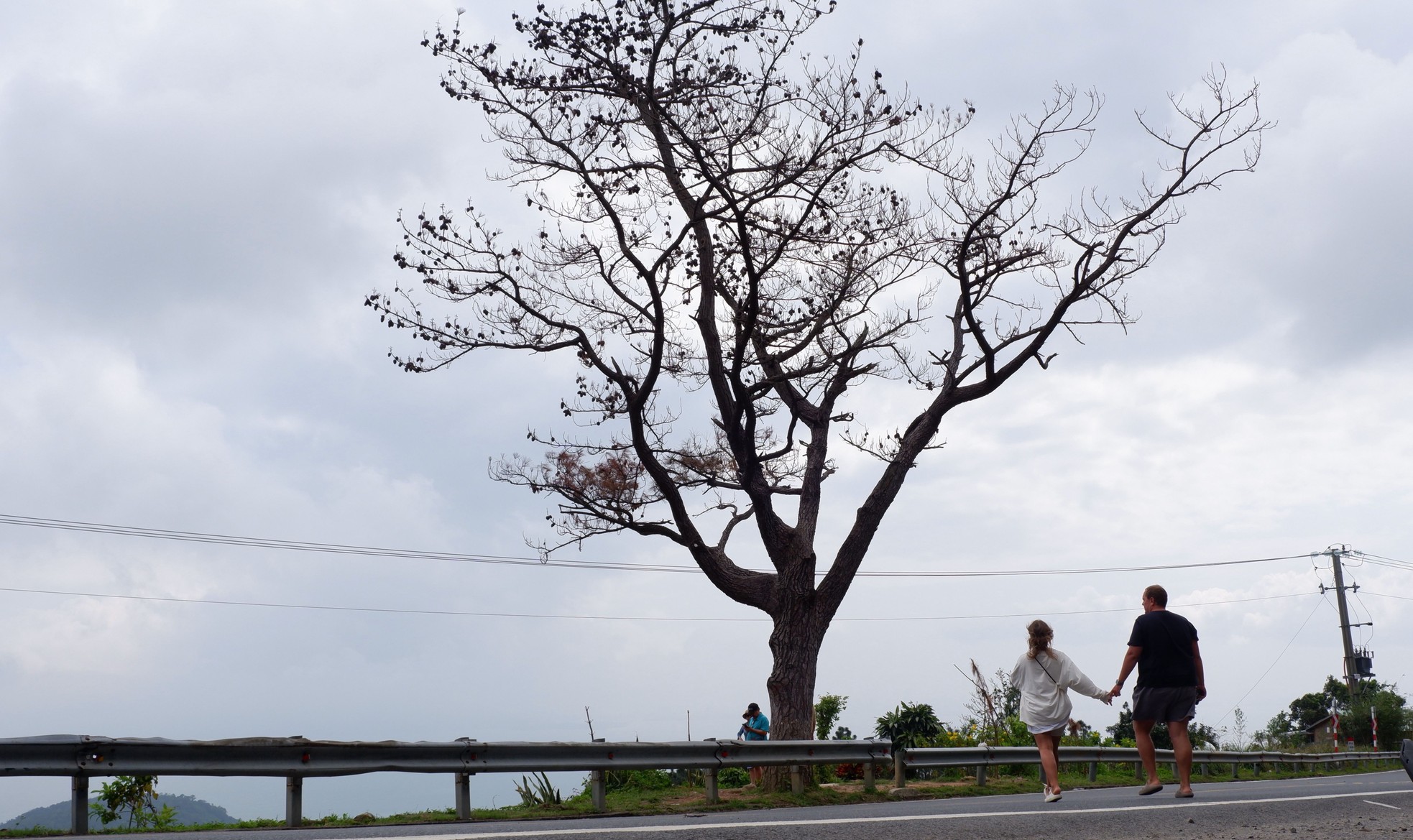 Cây thông 'cô đơn' nổi tiếng trên đèo Hải Vân chết khô- Ảnh 2.