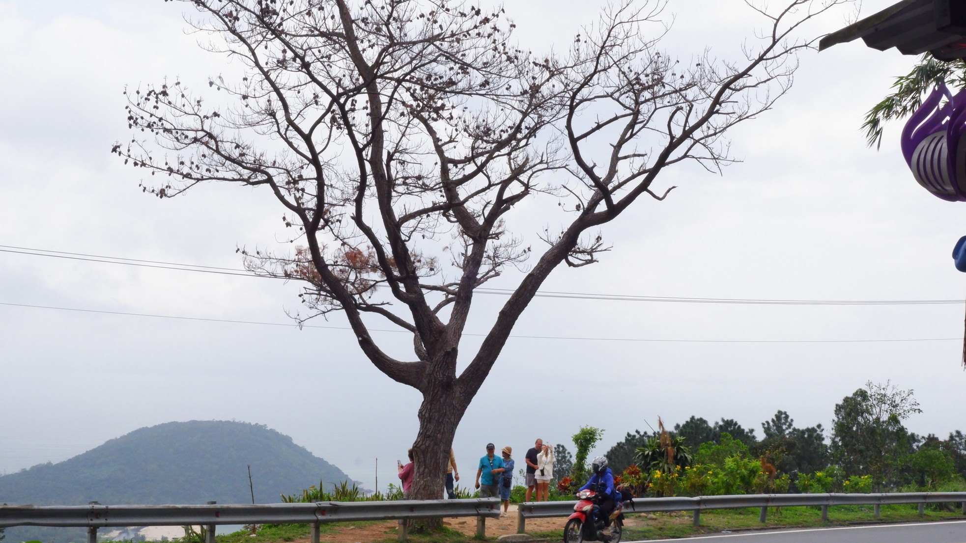 Cây thông 'cô đơn' nổi tiếng trên đèo Hải Vân chết khô- Ảnh 6.