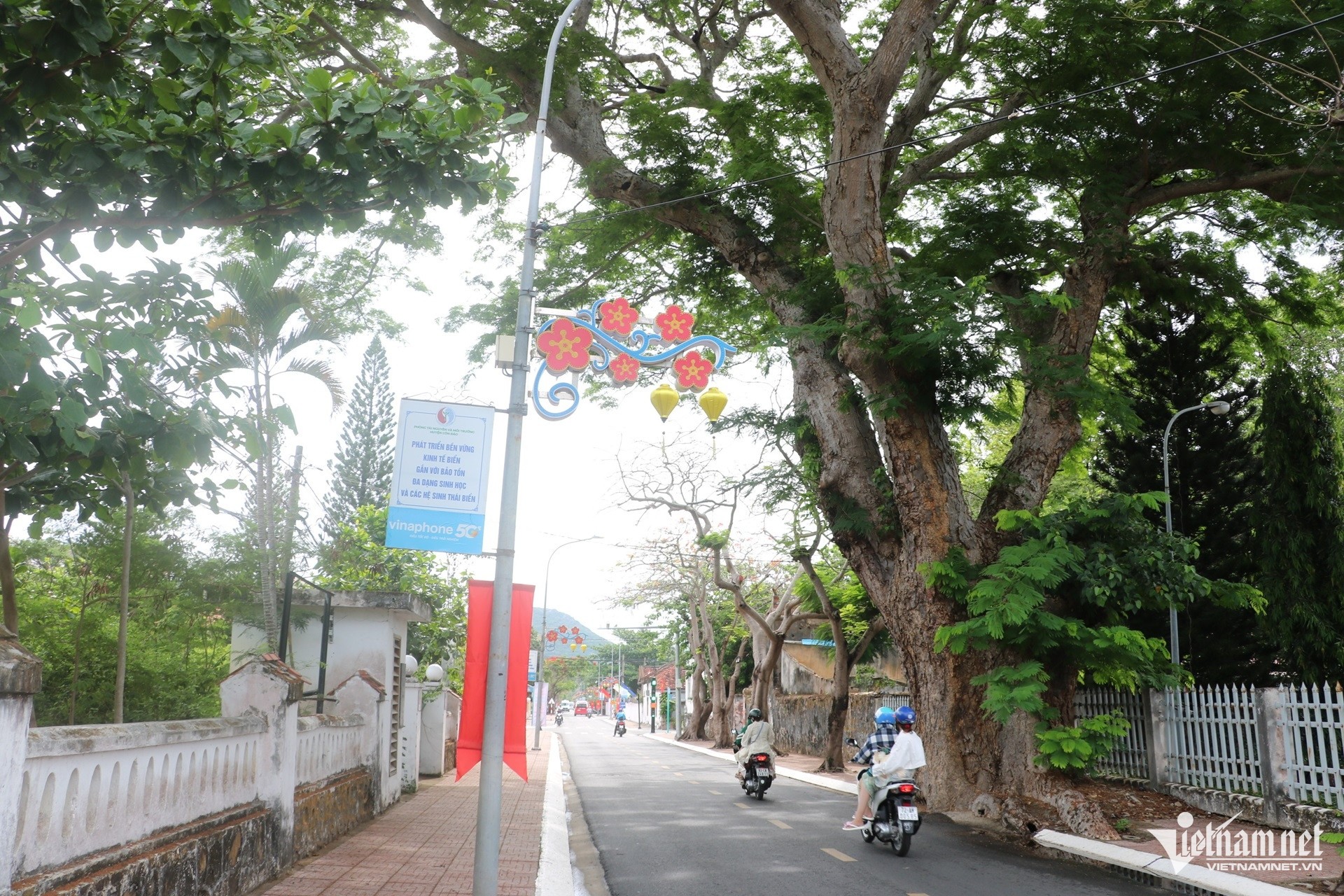 Những 'cụ' bàng di sản hơn 100 tuổi tại vùng đất thiêng Côn Đảo ảnh 8