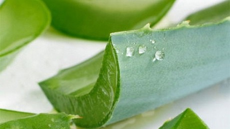 Cây lô hội chữa bệnh gì?