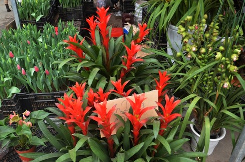 Hơn 30 triệu đồng một chậu hoa lan - ảnh 4