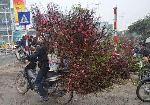 Hơn 30 triệu đồng một chậu hoa lan - ảnh 9
