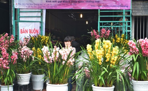 Hơn 30 triệu đồng một chậu hoa lan - ảnh 7