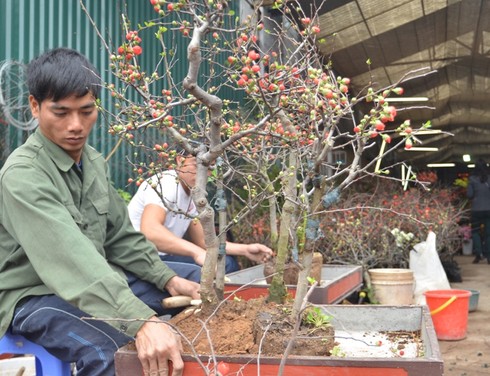 Hơn 30 triệu đồng một chậu hoa lan - ảnh 12