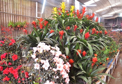 Hơn 30 triệu đồng một chậu hoa lan - ảnh 11