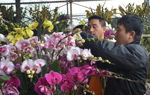 Hơn 30 triệu đồng một chậu hoa lan - ảnh 14